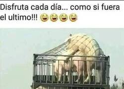 Enlace a Ellos sí que saben