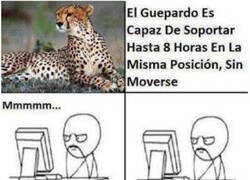 Enlace a Soy un guepardo