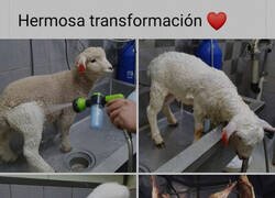 Enlace a Precioso...