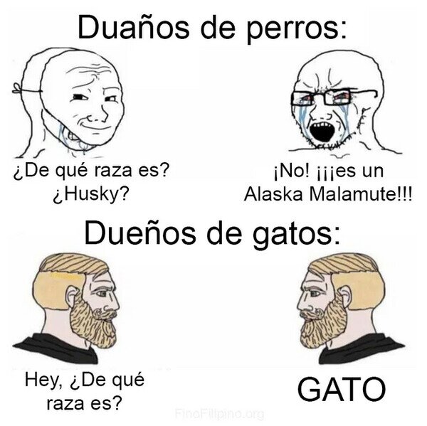 Meme_otros - Raza gatuna