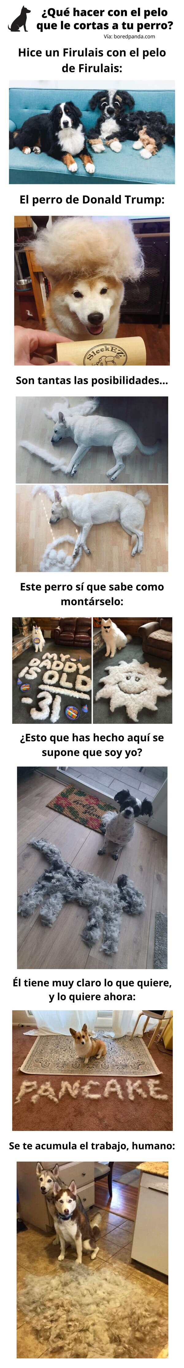 Meme_otros - ¿Qué hacer con el pelo que le cortas a tu perro?