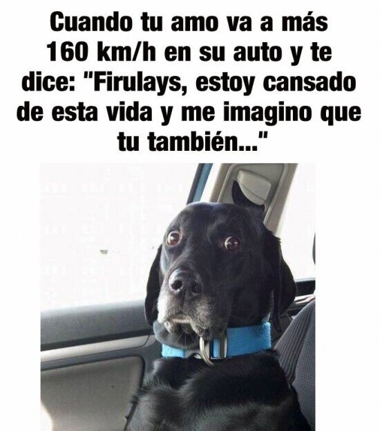 Humano, a mí no me metas coche,rápido,suicidio,perro,firulays,vida