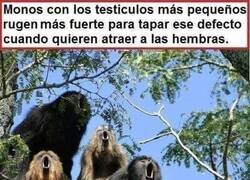 Enlace a Dedicado a los de las motos ruidosas