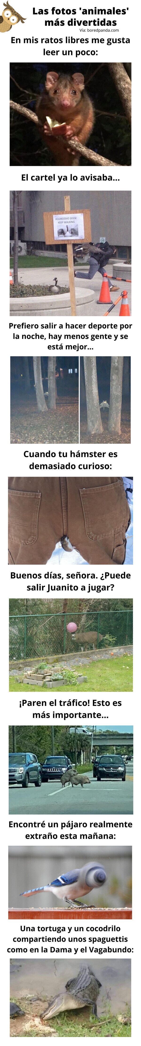 Meme_otros - Las fotos 'animales' más divertidas