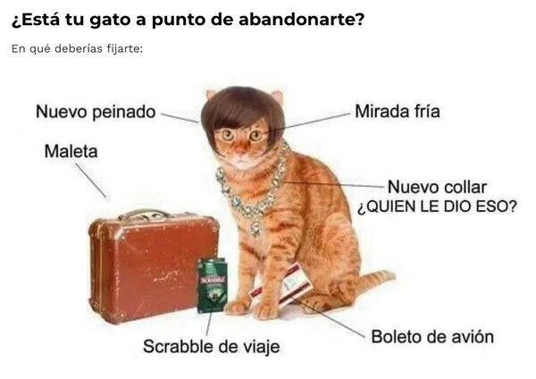 Otros - Tu gato podría estar pensando en abandonarte