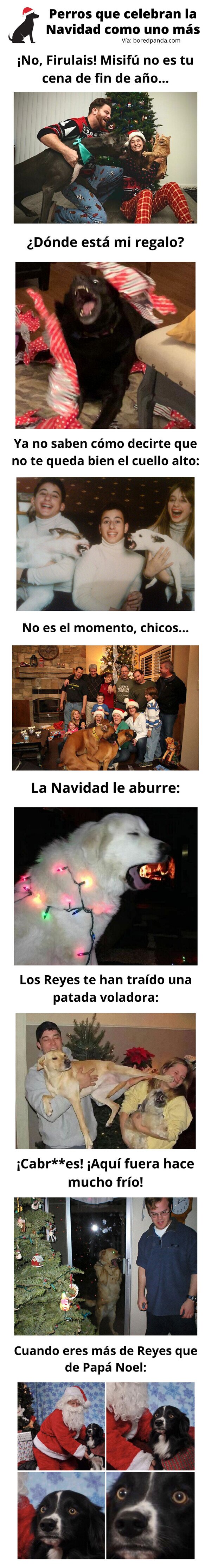 Meme_otros - Perros que celebran la Navidad como uno más