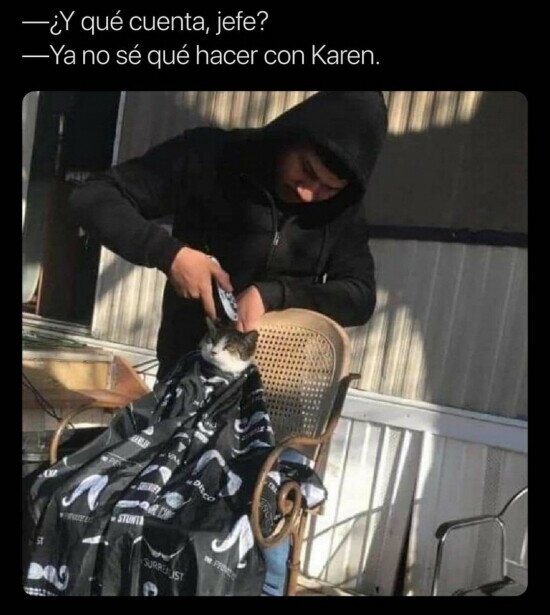 Meme_otros - La vida de gato es tan estresante...