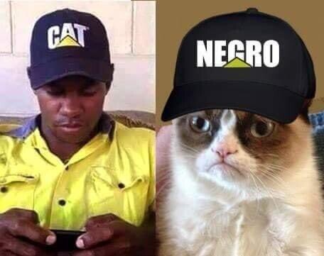 gato,gorra,negro