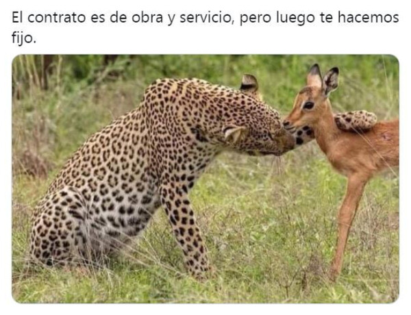 Meme_otros - Cayó en la trampa