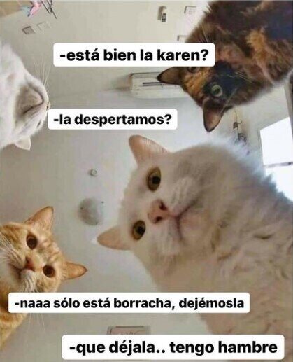 Meme_otros - Cuando tienes gatos y te desmayas