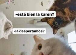Enlace a Cuando tienes gatos y te desmayas