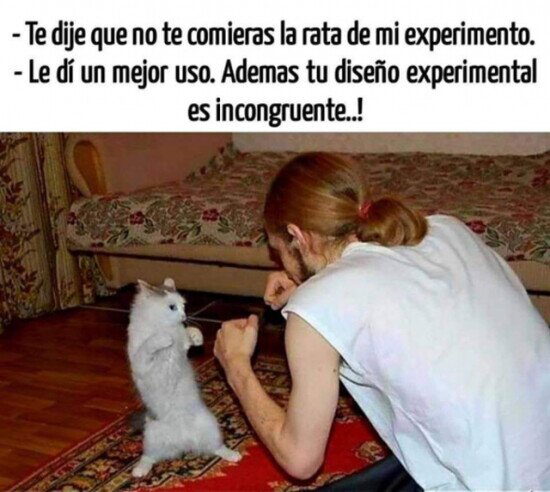 Otros - Las peleas que tengo con mi gato