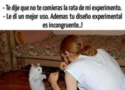 Enlace a Las peleas que tengo con mi gato