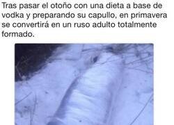 Enlace a El típico capullo ruso