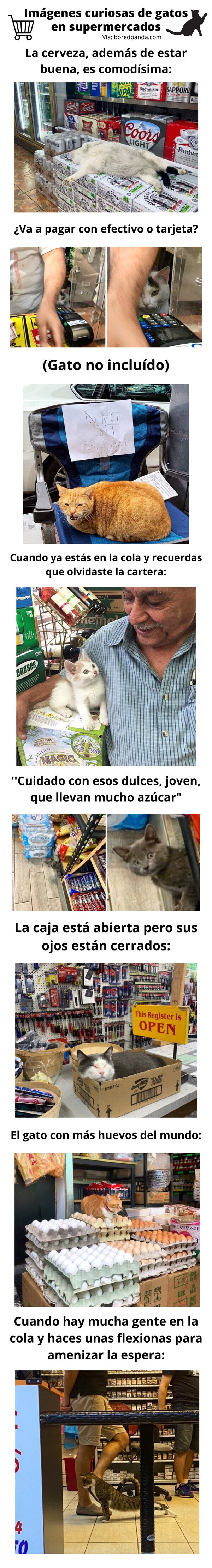 Meme_otros - Imágenes curiosas de gatos en supermercados
