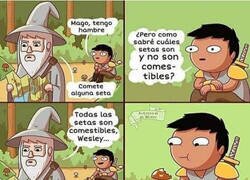 Enlace a La setas que se pueden comer una sola vez