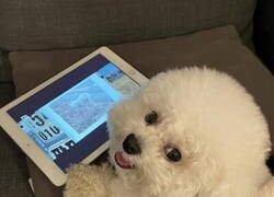 Enlace a Cuando entran en tu habitación sin avisar y te pillan viendo DogHub