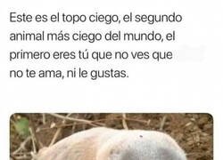 Enlace a No hay casi nadie más ciego que el Topo Ciego