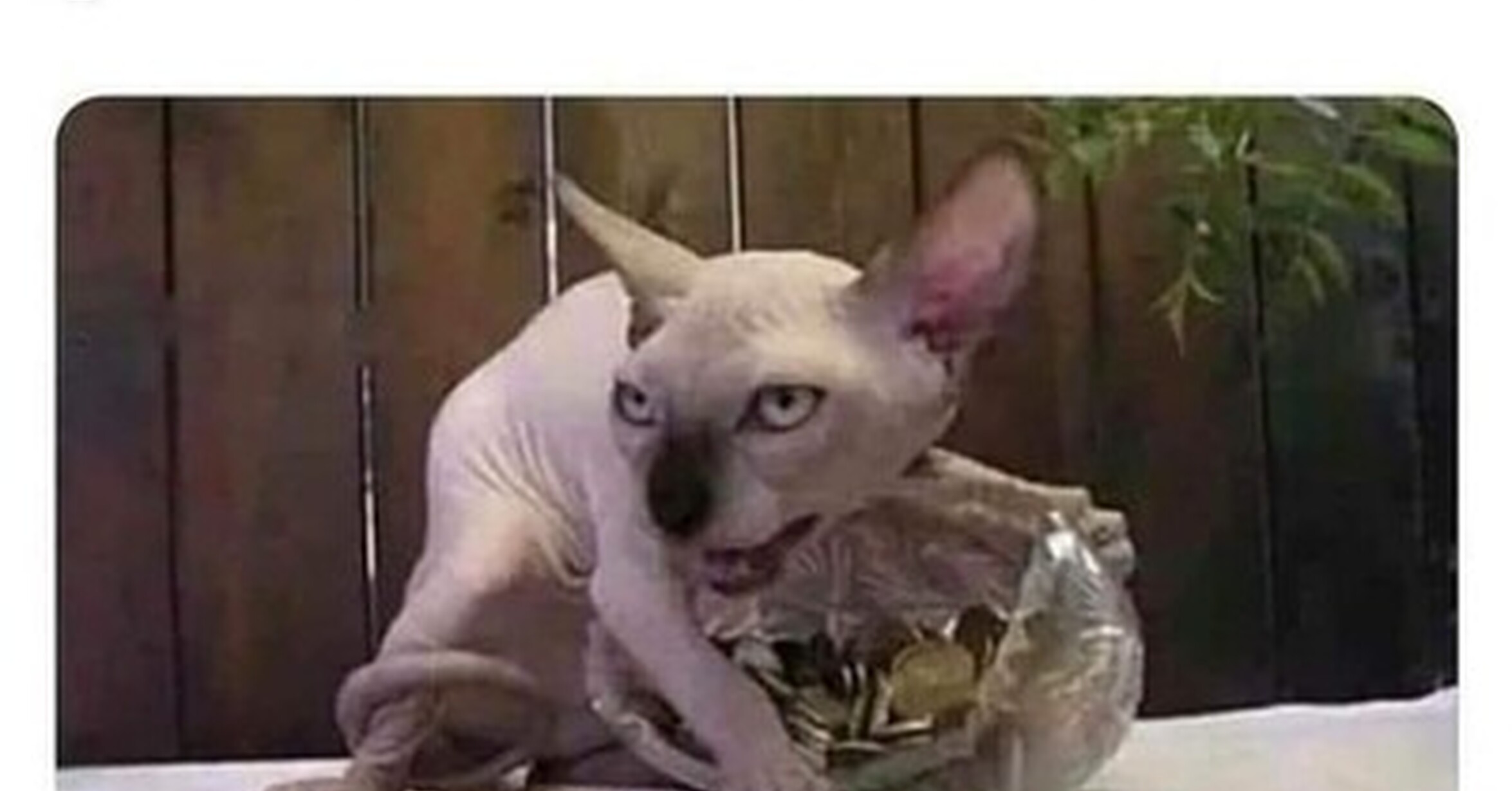 Cuánto cabrón / No, soy una rata