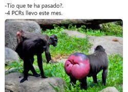 Enlace a Procedentes de China