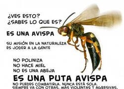 Enlace a Es una avispa