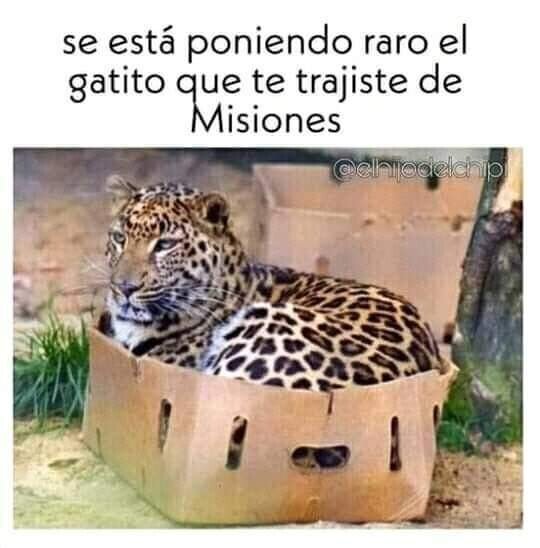 animal,caja,gatito,misiones,tigre