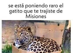 Enlace a ¿Seguro que era un gatito?