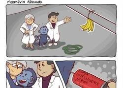 Enlace a Si los monos de laboratorio fueran más inteligentes