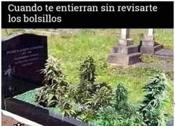 Enlace a Empezó a germinar...