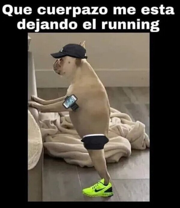 correr,cuerpazo,gordo,perro,running