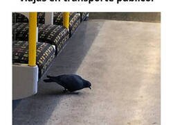 Enlace a Situaciones extrañas ocurridas en el transporte público