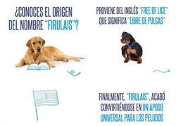 Enlace a El origen de 'Firulais'