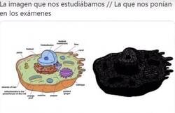 Enlace a Más real que una célula procariota