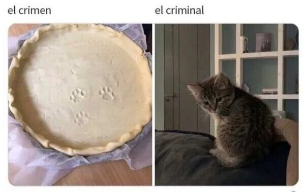 crimen,criminal,gato,huella,tarta