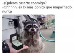 Enlace a Boda Mapache