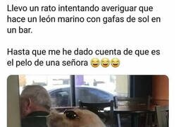 Enlace a Me hubiera gustado conocer a ese león marino...