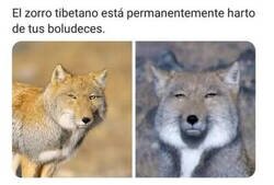 Enlace a Deja de decepcionar al zorro tibetano