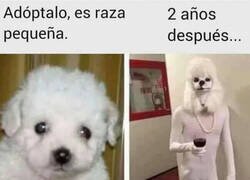 Enlace a Hay que ver como crecen...