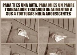 Enlace a ¿Maestro Splinter, es usted?