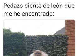 Enlace a No se ve uno así todos los días