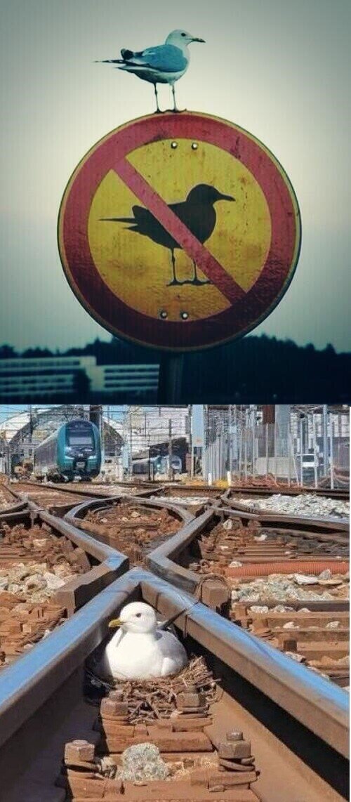 gaviota,rebelde,animales