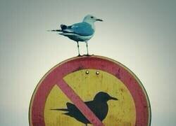 Enlace a Gaviotas rebeldes