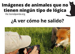 Enlace a Imágenes de animales que no tienen nigún tipo de lógica