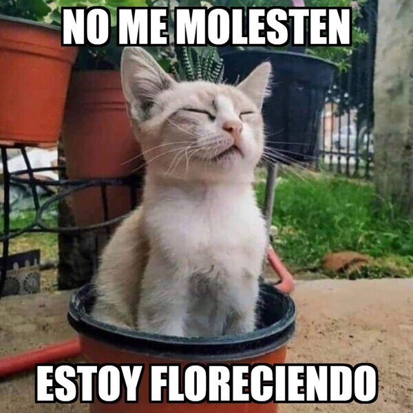 Otros - Por favor, no molestar al gato