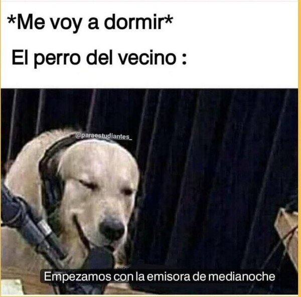 Meme_otros - Comienza el show perruno