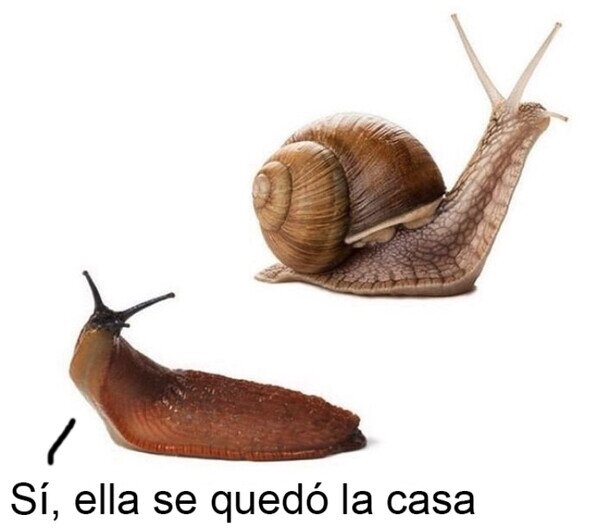 Otros - ¿Sabías que las babosas son caracoles divorciados?
