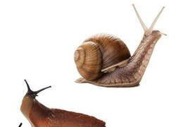 Enlace a ¿Sabías que las babosas son caracoles divorciados?