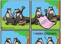 Enlace a Cuando los osos hormigueros se van de picnic