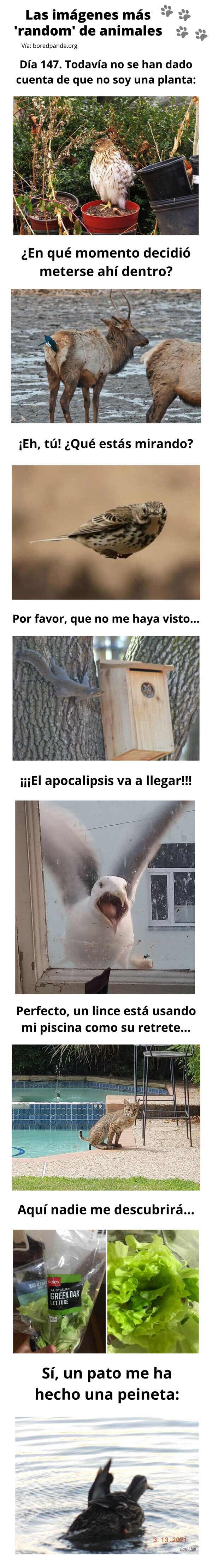 Meme_otros - Las imágenes más 'random' de animales