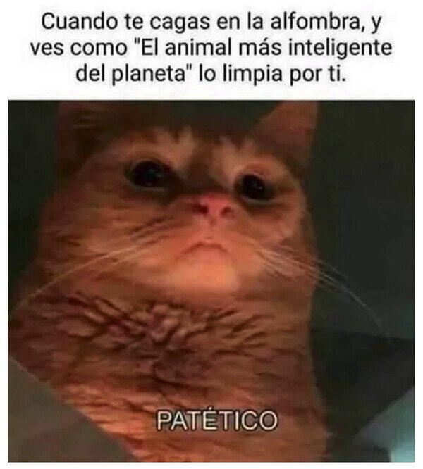 Otros - Humanos al servicio de los gatos
